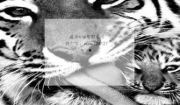 九首歌在线手机观看,在线手机尽享视听盛宴