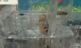 蛋白最新爆料,揭秘神秘生物的进化之谜